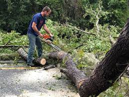Boston, MA Tree Care Company
