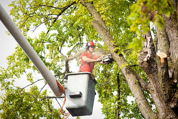 How Our Tree Care Process Works  in  Boston, MA
